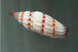 Vexillum sanguisugum, primer plano