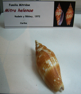 Mitra
                          helenae