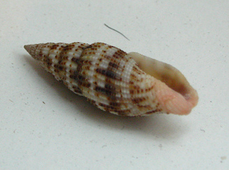 Vexillum acupictum, primer plano