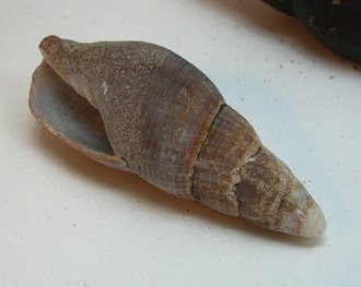 Mitra orientalis, primer plano