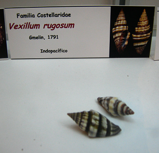 Vexillum rugosum