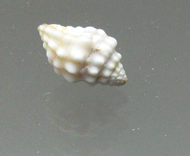 Vexillum cacellaroides, primer plano