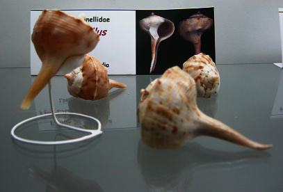 Tudicla spirillus, vista total