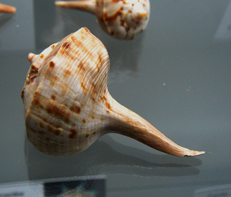 Tudicla spirillus, primer plano