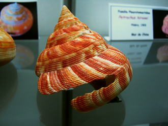 Petrochus africanus teramachii, primer
                          plano