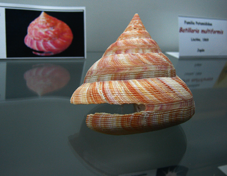 Petrochus hirasei, primer plano