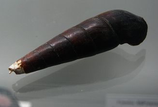 Faunus ater, primer plano