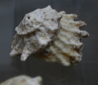 Astraea calcar, primer plano