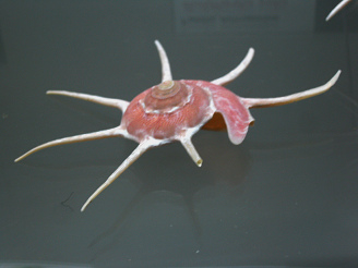 Guildfordia yoka, primer plano