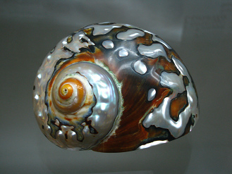 Turbo sarmaticus, primer plano