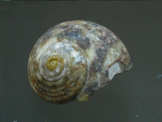 Turbo cinereus, primer plano