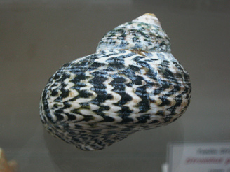 Subninella undulata, primer plano