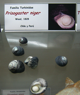 Prisogasater niger