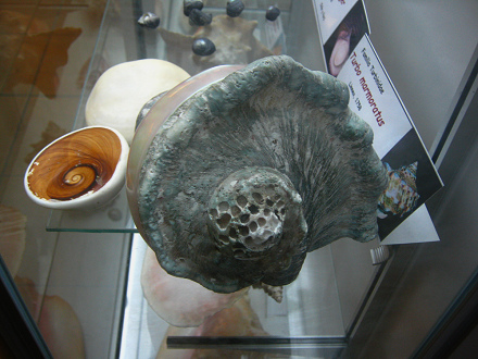 Turbo marmoratus, vista de atr�s