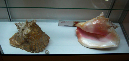 Strombus gigas 06, vista total