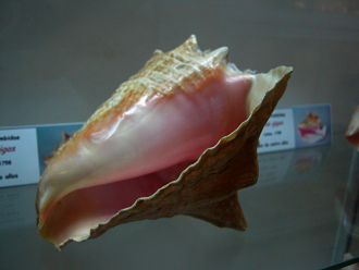 Strombus gigas, primer plano 05