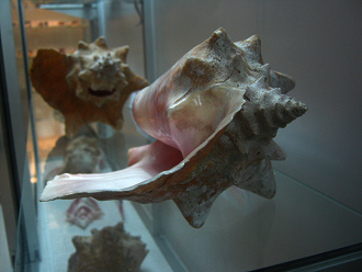 Strombus gigas, primer plano 08