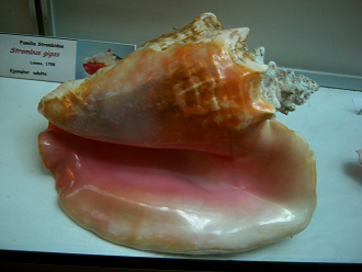 Strombus gigas, primer plano 09