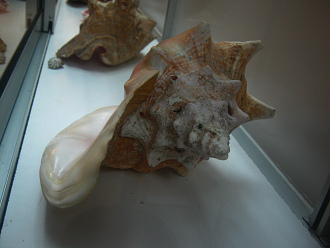 Strombus gigas, primer plano 12