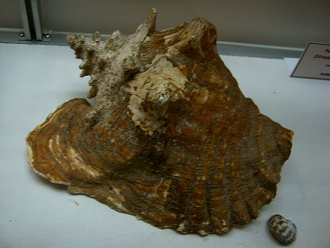 Strombus gigas, primer plano 13