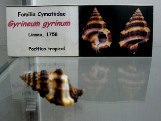 Gyrineum gyrinum