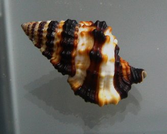 Gyrineum gyrinum, primer plano