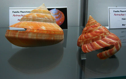 Petrochus africanus teramachii, vista
                          total