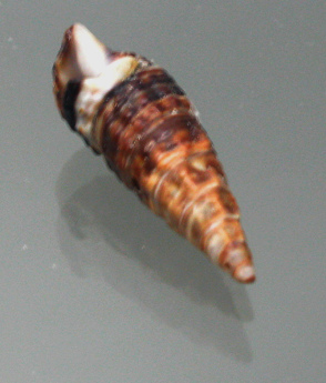 Batillaria multiformis, primer plano