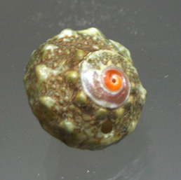 Lunella granulata, primer plano