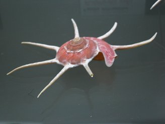 Guildfordia yoka, primer plano