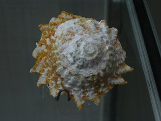 Astraea phoebia, primer plano