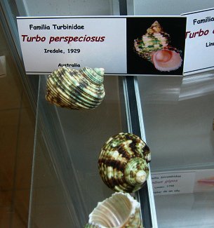 Turbo perspeciosus