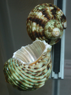 Turbo perspeciosus, primer plano