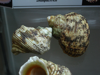 Turbo chrysostomus, primer plano