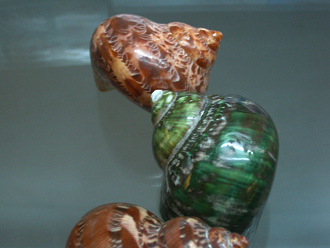 Turbo petolathus, primer plano