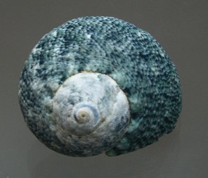 Lunella cinerea, primer plano