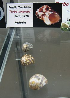 Turbo
                          cinereus