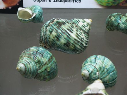 Turbo stenogyrus, primer plano