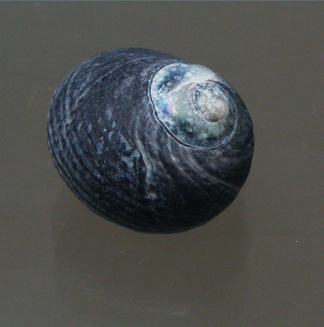 Prisogasater niger, primer plano