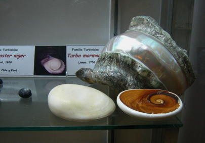 Turbo marmoratus, vista total