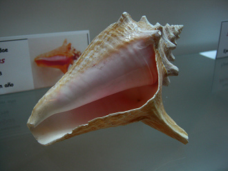 Strombus gigas, primer plano 01