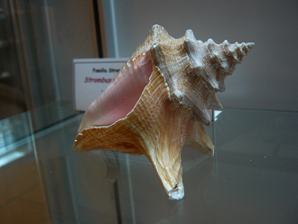 Strombus gigas, primer plano 02