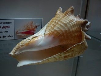 Strombus gigas, primer plano 03