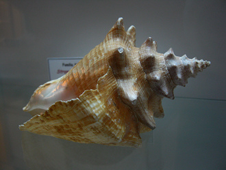 Strombus gigas, primer plano 04