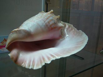 Strombus gigas, primer plano 07