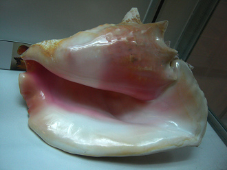 Strombus gigas, primer plano 11