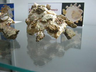 Xenophora makranensis konoi,
                                  primer plano