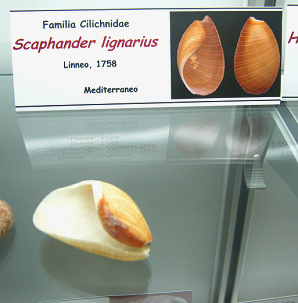 Scaphander lignarius