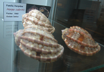 Harpa
                          cabritii