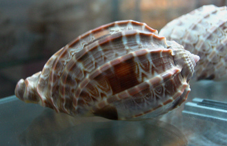 Harpa cabritii, primer plano 03